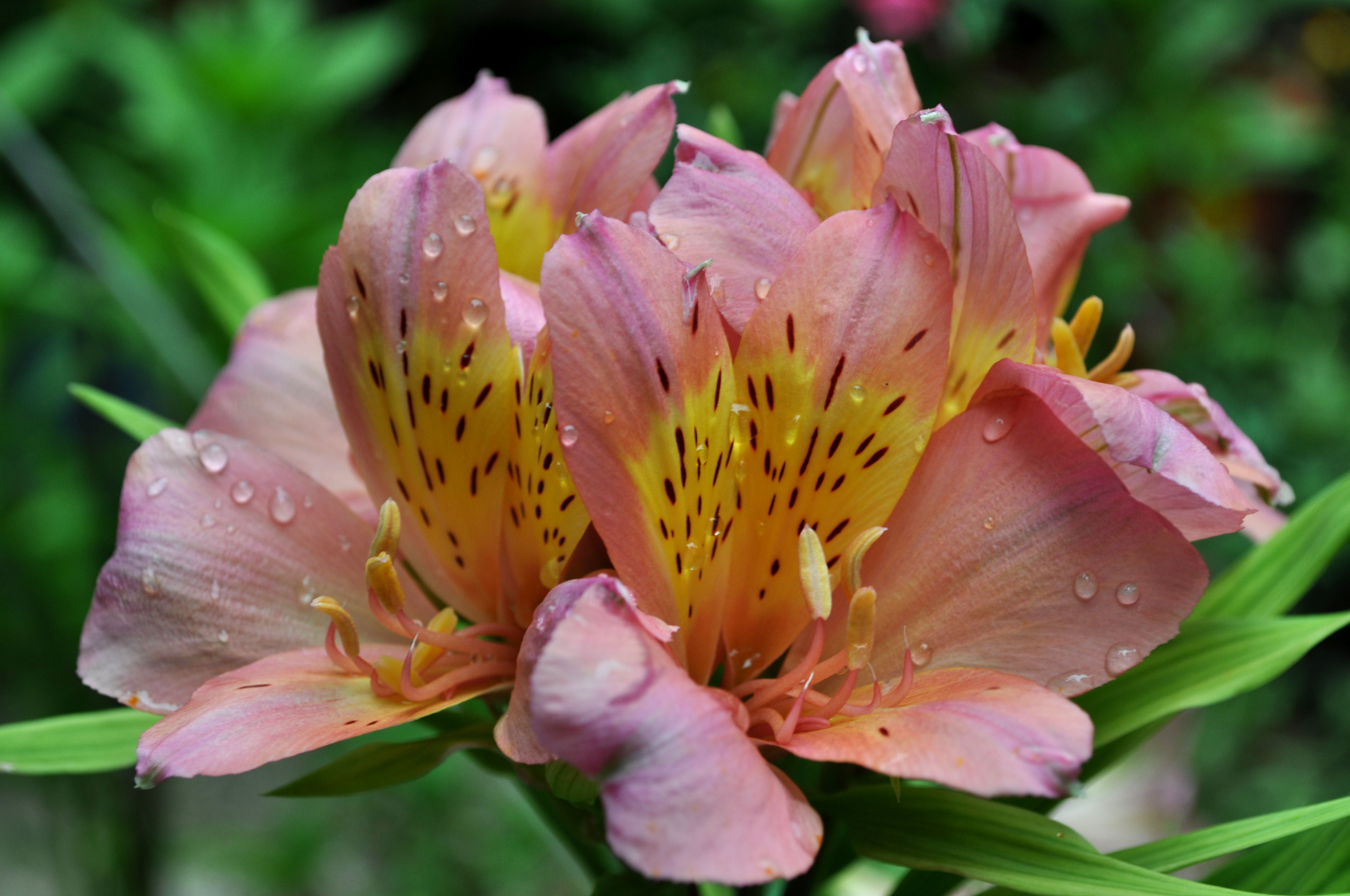 Фото секција 4